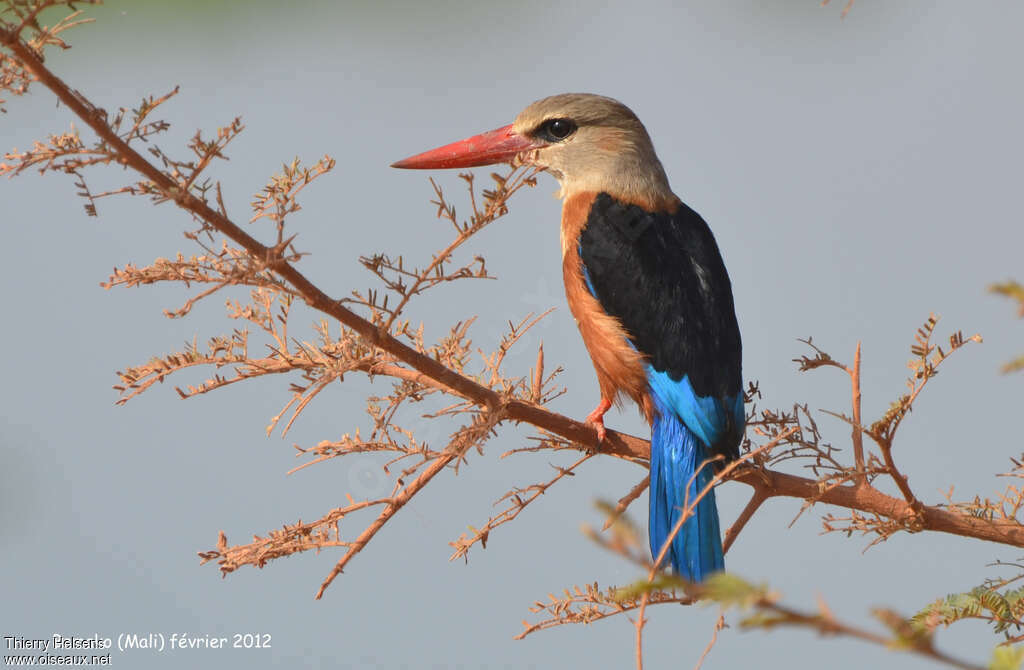 Grey-headed Kingfisheradult, identification