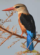 Grey-headed Kingfisher