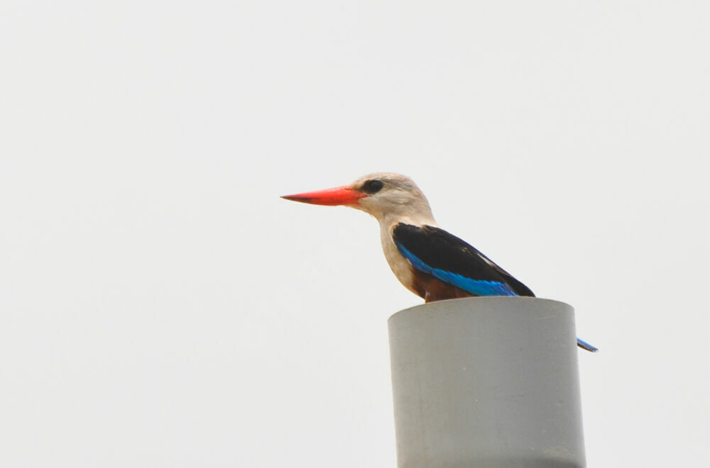 Grey-headed Kingfisher