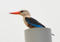 Grey-headed Kingfisher