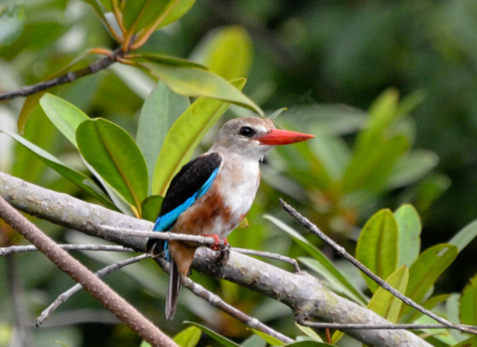 Grey-headed Kingfisher