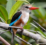 Grey-headed Kingfisher