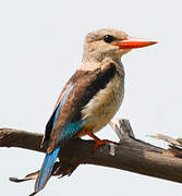 Grey-headed Kingfisher