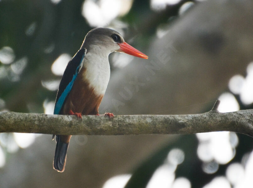 Grey-headed Kingfisheradult, identification