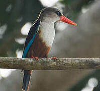 Grey-headed Kingfisher