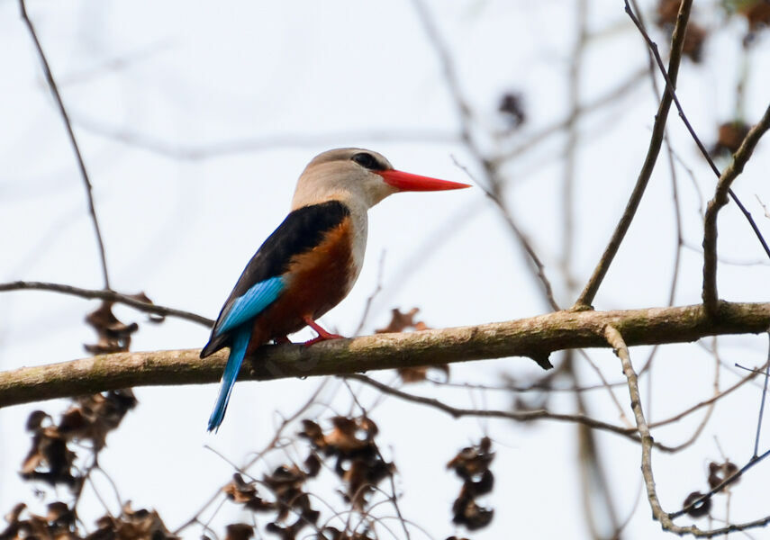 Grey-headed Kingfisheradult, identification