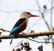 Grey-headed Kingfisher