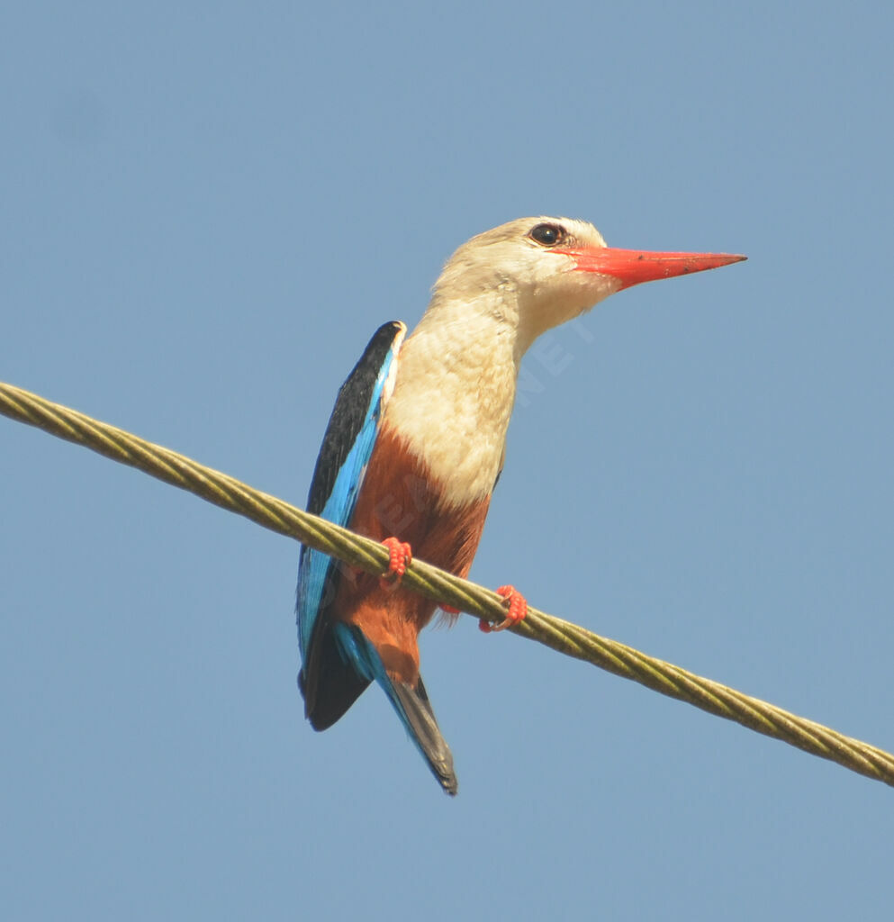 Grey-headed Kingfisheradult, identification