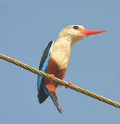 Grey-headed Kingfisher