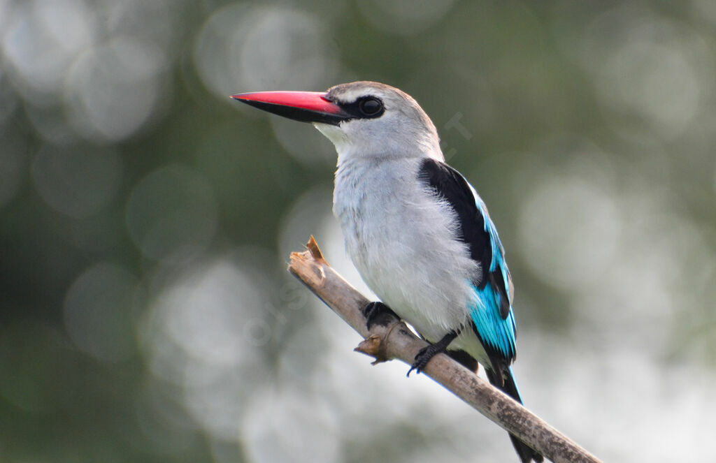 Woodland Kingfisheradult, identification