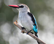 Woodland Kingfisher