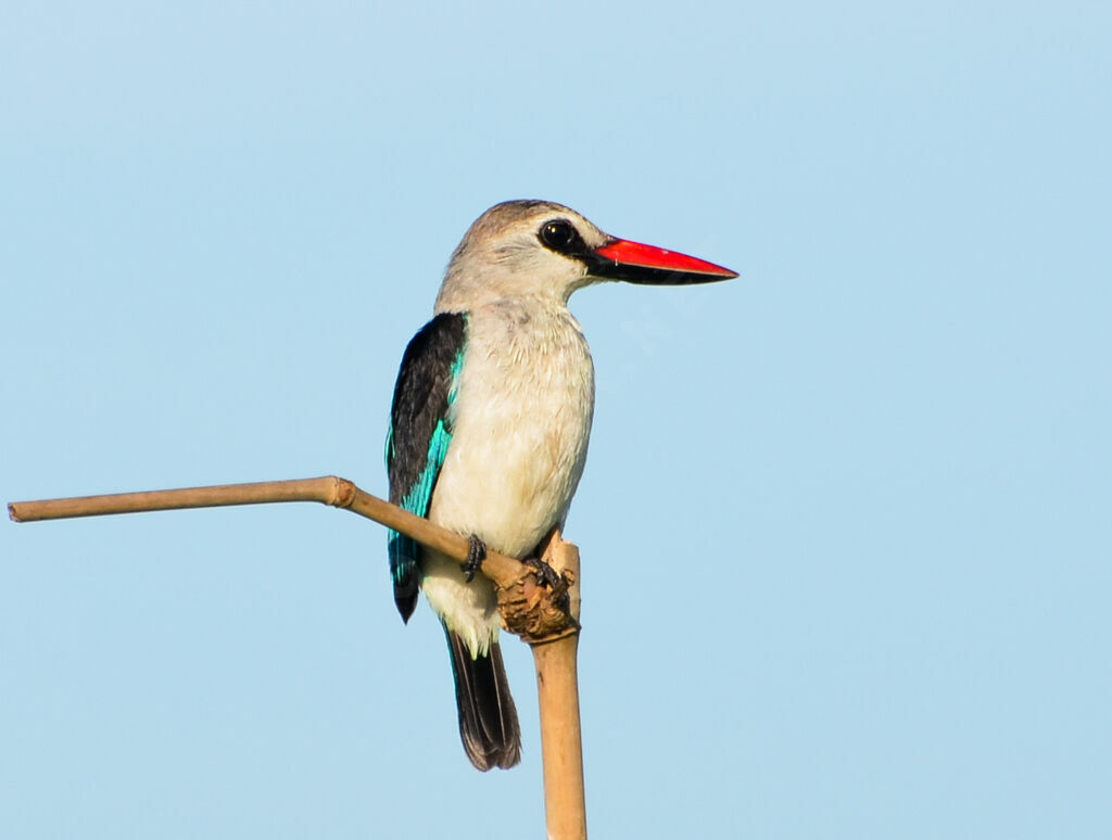 Woodland Kingfisheradult, identification