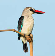 Woodland Kingfisher