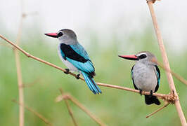 Woodland Kingfisher