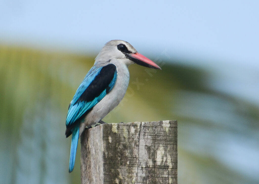 Woodland Kingfisheradult, identification