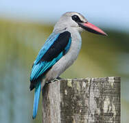 Woodland Kingfisher