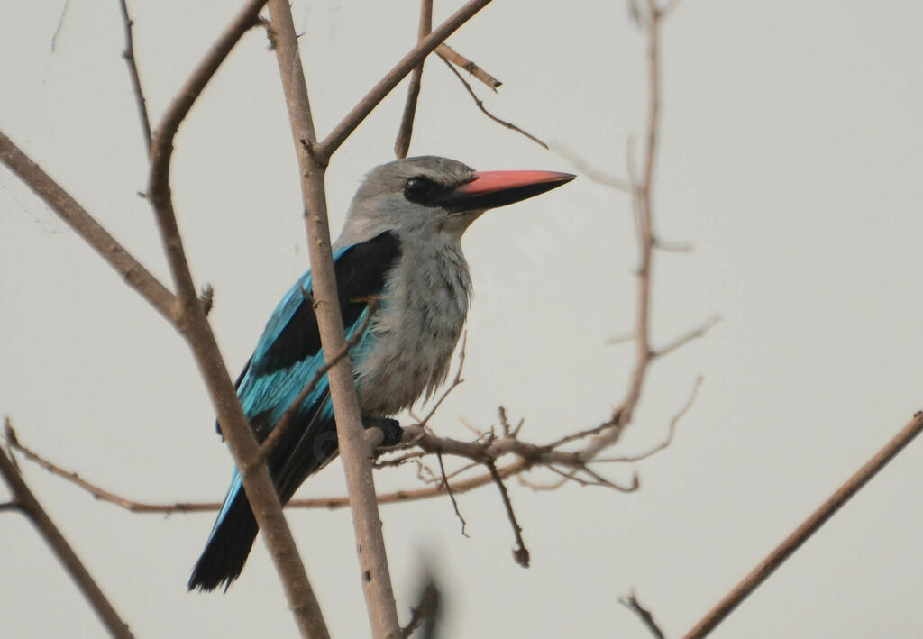 Woodland Kingfisher