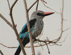 Woodland Kingfisher