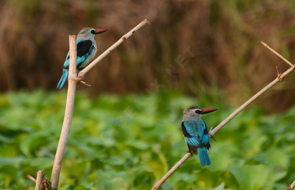 Woodland Kingfisheradult