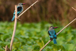 Woodland Kingfisher