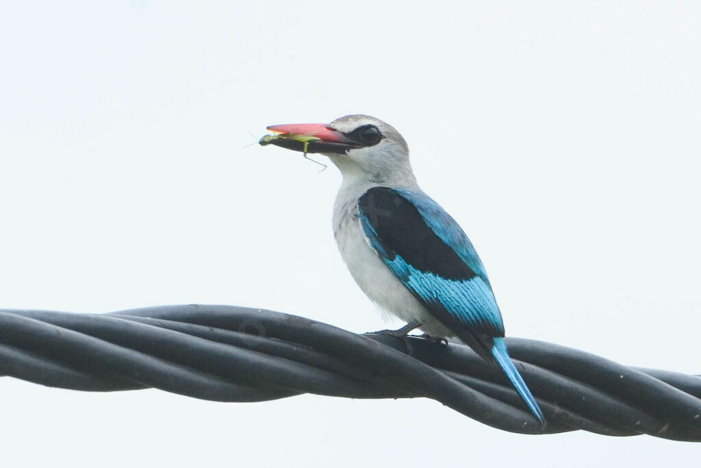 Woodland Kingfisheradult, identification, feeding habits