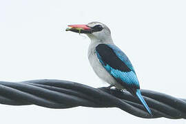 Woodland Kingfisher