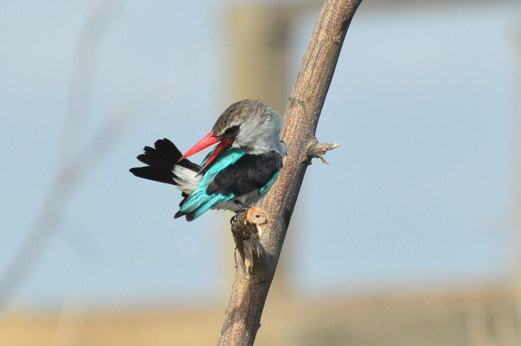 Woodland Kingfisheradult