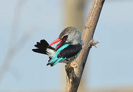 Woodland Kingfisher