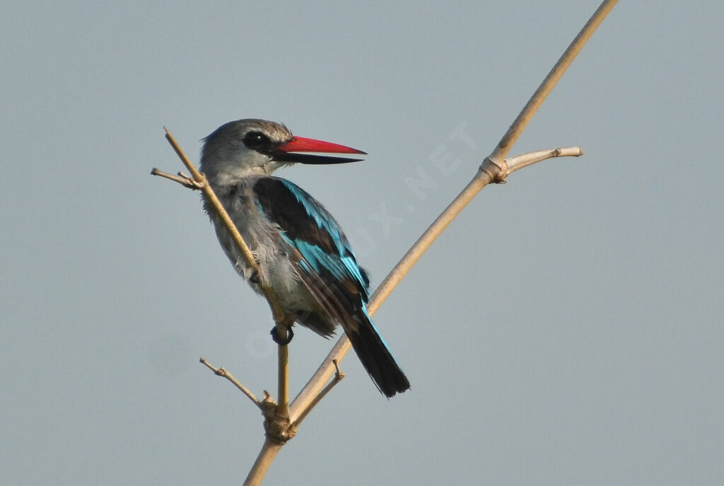 Martin-chasseur du Sénégaladulte, identification