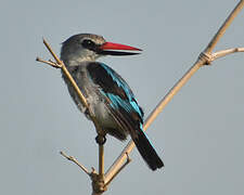 Woodland Kingfisher