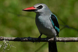 Woodland Kingfisher