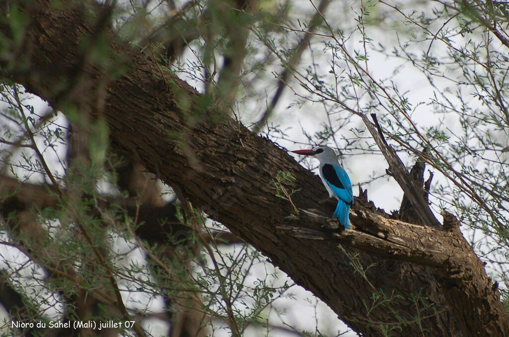 Woodland Kingfisher