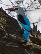 Woodland Kingfisher