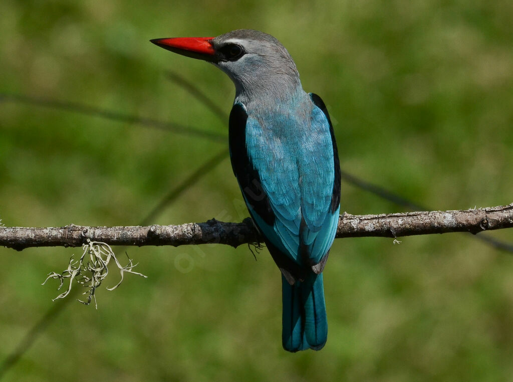 Woodland Kingfisheradult, identification