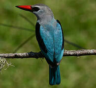 Woodland Kingfisher