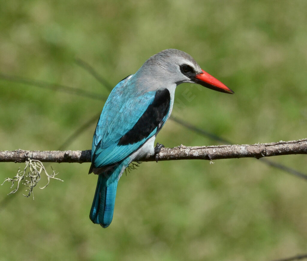 Woodland Kingfisheradult, identification