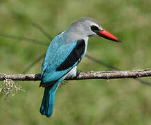 Woodland Kingfisher