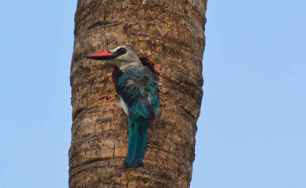 Martin-chasseur du Sénégaladulte, Nidification