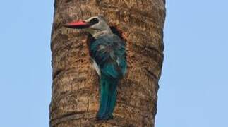 Woodland Kingfisher