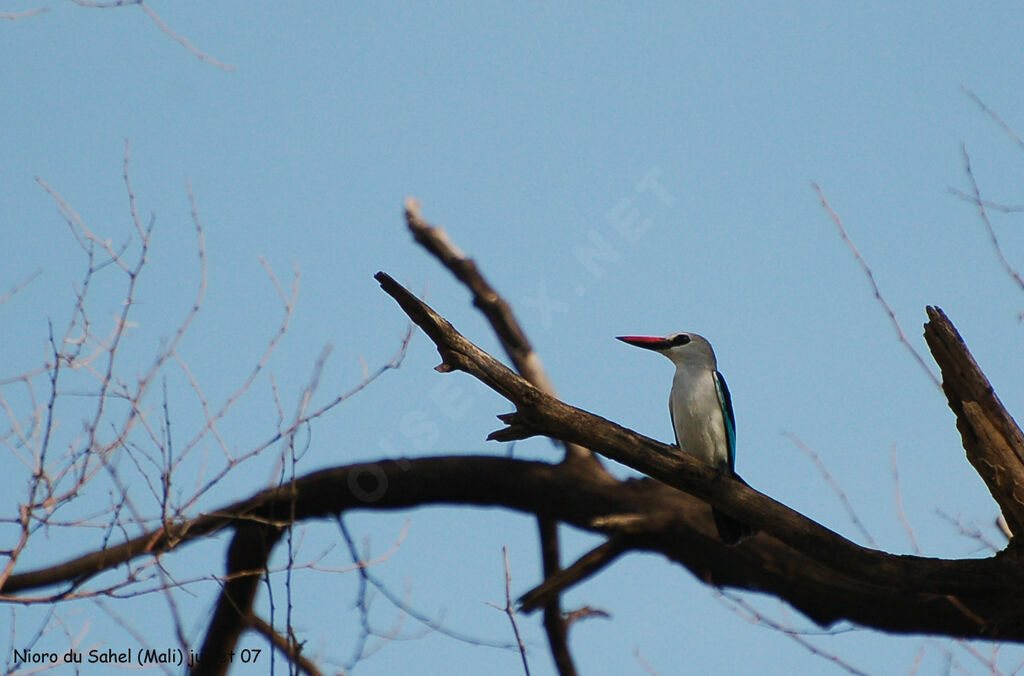 Martin-chasseur du Sénégal