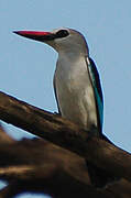 Woodland Kingfisher