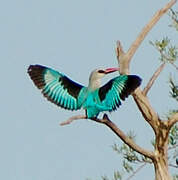 Woodland Kingfisher