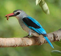 Woodland Kingfisher