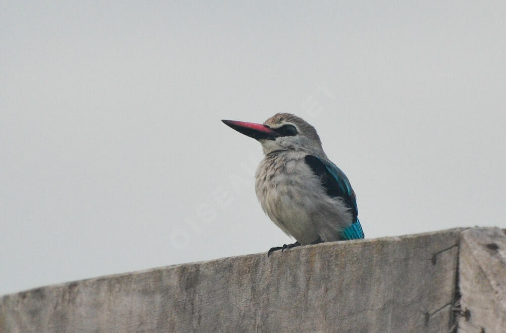 Martin-chasseur du Sénégaladulte