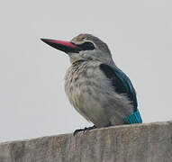 Woodland Kingfisher