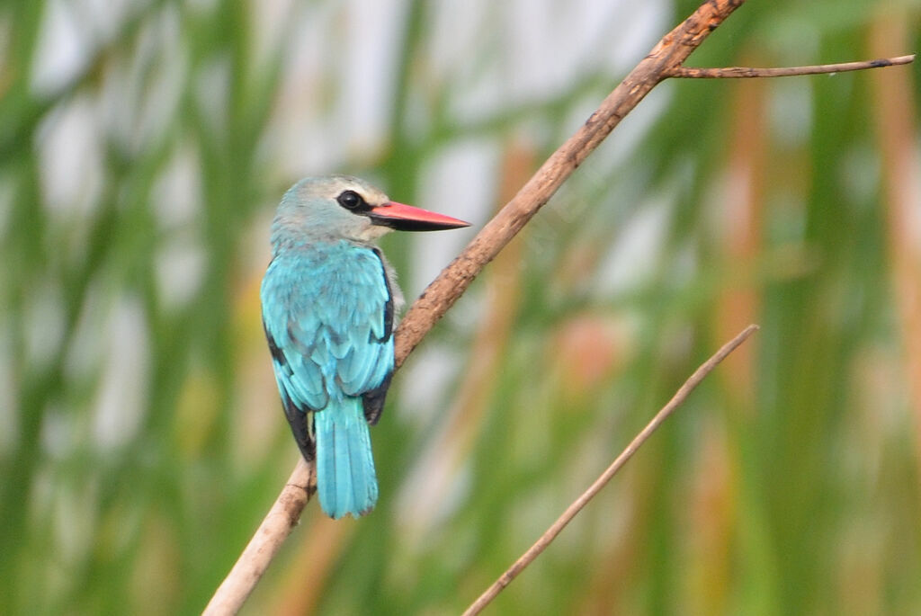 Woodland Kingfisheradult, identification