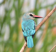 Woodland Kingfisher