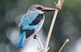 Woodland Kingfisher