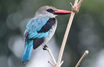 Martin-chasseur du Sénégal