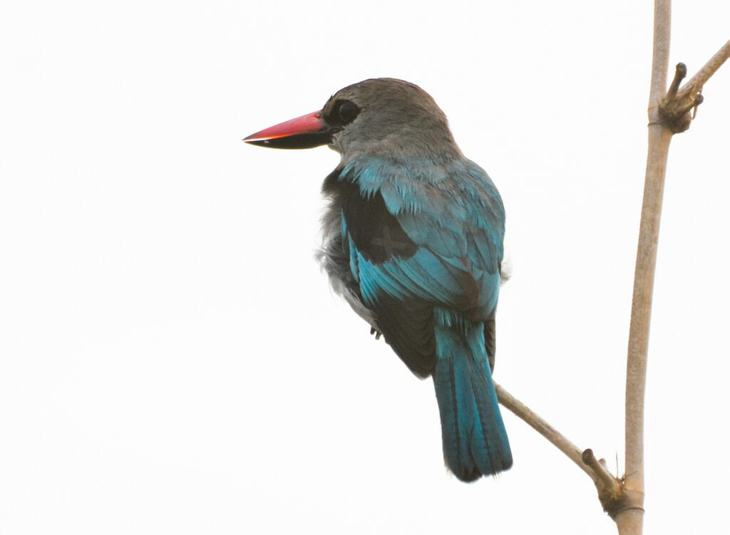 Woodland Kingfisheradult, identification